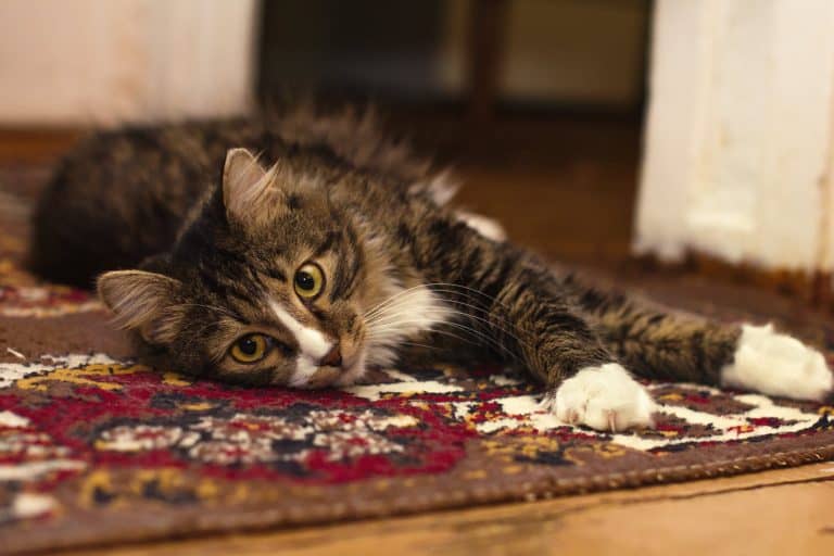 Pet odors & stains
